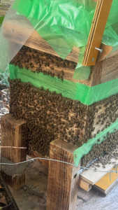 蜂が溢れています､暑いだけ?継箱を更にすべきなのでしょうか⁈