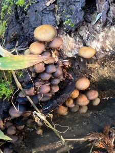 このキノコは食べられますか？毒はないですか？