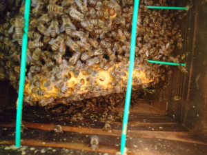 4月10日に第一分蜂した群の春分蜂は終了でしょうか?