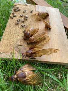 巣箱の中に、すごい虫が6匹も死んでいました。2 、3日前から巣門前で蜂が大騒ぎしていました、この虫を殺すためだったんですね、この虫はなんていう虫でしょうか。