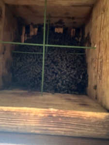 この時期、強制捕獲した群が2日後に逃去する理由とは？