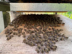 4巣門に蜂があふれています。巣はかたよって伸びてます。1段増やした方がよいでしょうか？