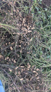 落花生、小粒です、追肥の仕方が悪いのでしょうかね？