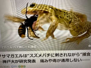 これ！なんとか養蜂に利用出来ないですか？カエルとスズメバチ