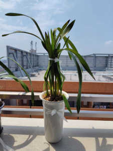 ミスマフェットの葉について、教えてください