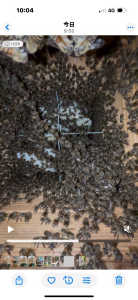 これの群れは異常な減り方なのでしょうか⁇