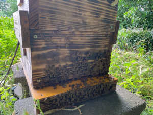 これは暑さから？手狭になったからなのか入り口に沢山います。