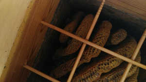 逃亡なのか…空き家状態の巣箱は早々に片付けた方が良いのでしょうか？