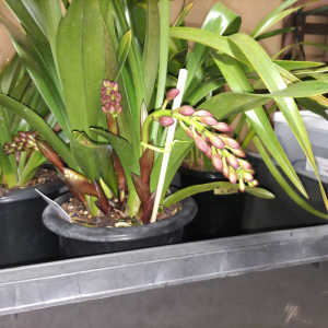 フォア―ゴットンフルーツの蕾がぽろぽろ落ちてしまいます。