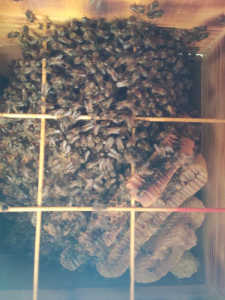 11月の終わりなのにこの1週間位前から、雄蓋が数個づつですが落ち始めました　何が起きているのでしょうか？