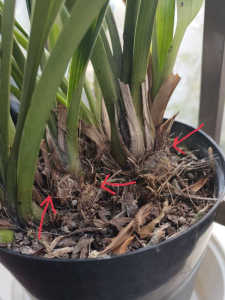 金稜辺の花芽がわかりません　これが花芽ですか？