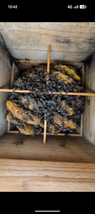 鉢の数が減っていて巣の色もわるいですが、厳しいでしょうか