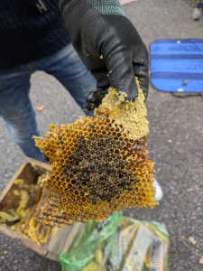 逃居した群れの残された巣を見たら中で20-30匹程度の蜂が巣に頭を突っ込んで死んでいた。なぜ？？？