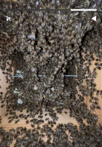 １１月でこの減り方は女王に何かあったのでしょうか？