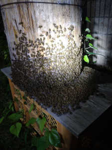 日本ミツバチが夜間になるとスモンに大量に出てきます。