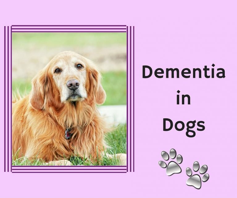 Dementia in Dogs Blog