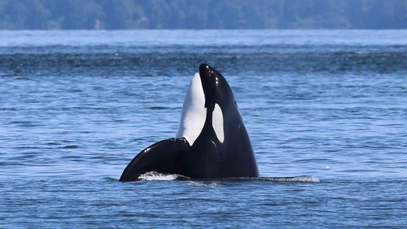 Extended Range Banner