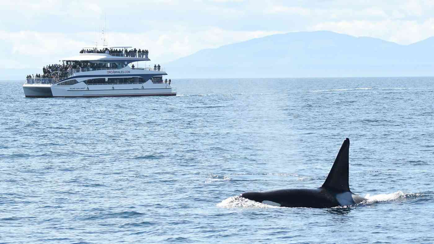 Whale Watch Guidelines Banner Whale Watch Guidelines Banner