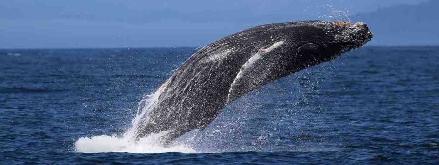 Port Angeles Whale Watching Humpback Whales