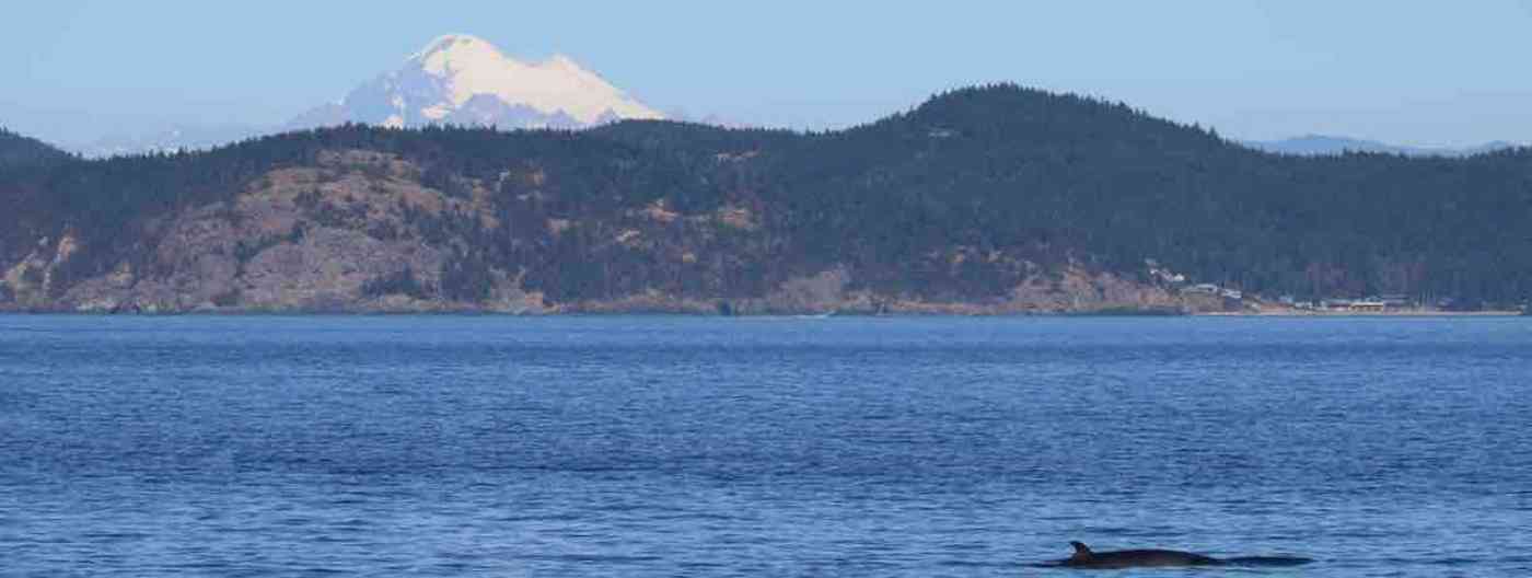 San Juan Islands Whale Watching Minke Whales