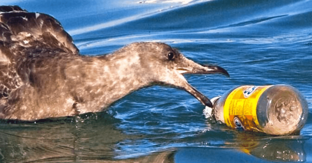 Disposable plastic water bottles have devastating impact