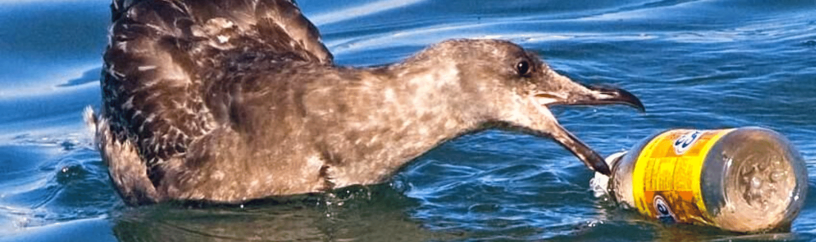 Disposable plastic water bottles have devastating impact