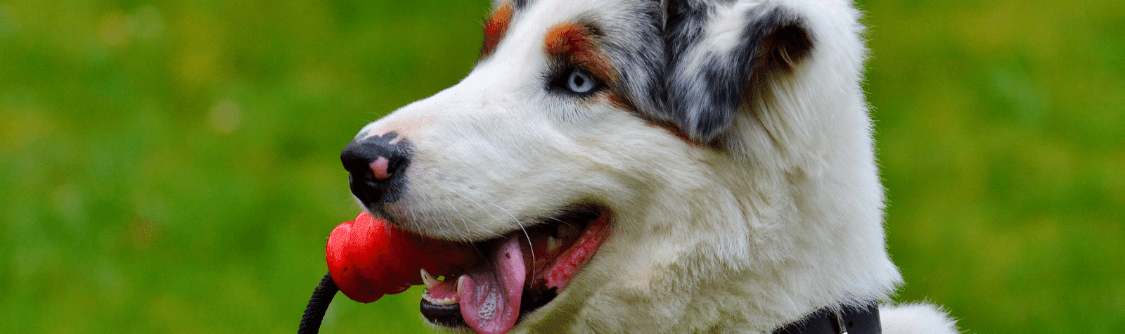 Eco-Friendly Dog Toys