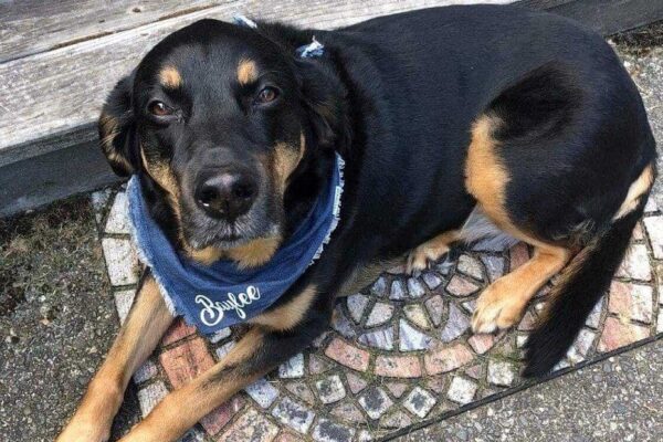 Meet our Barketing specialist Baylee 🐾