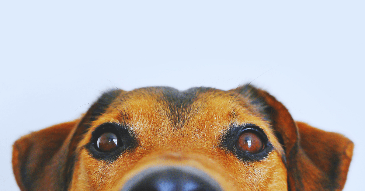 Sustainable Pet Care