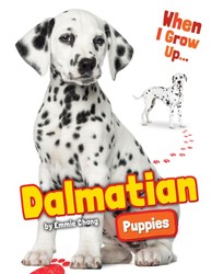 Dalmation Puppies