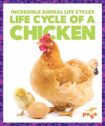 Life Cycle of a Chicken