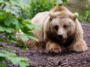 Brown Bear