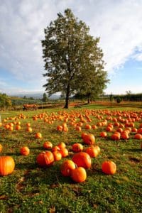 pumpkin_patch_web
