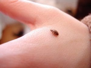 BedBug Bytes: 10 Remedies that DO NOT Work