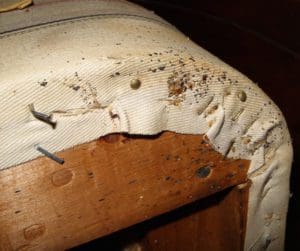 bedbugs