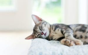 Are You Sleeping Too Much?