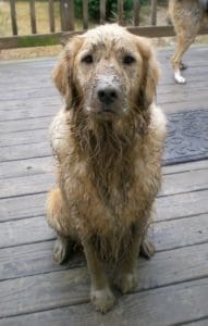 muddy-dog
