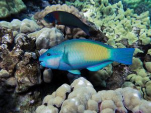 Product Honolua Bay Snorkel