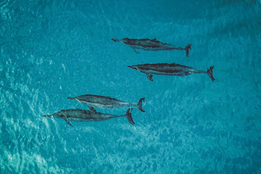 Product Discover Lanai Snorkel Adventure