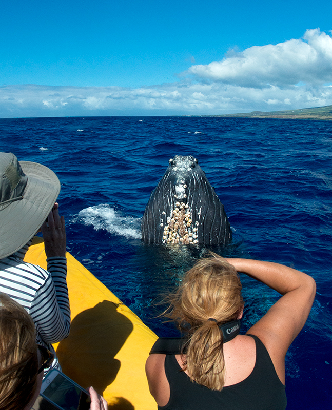 Product Super Raft Whale Watch