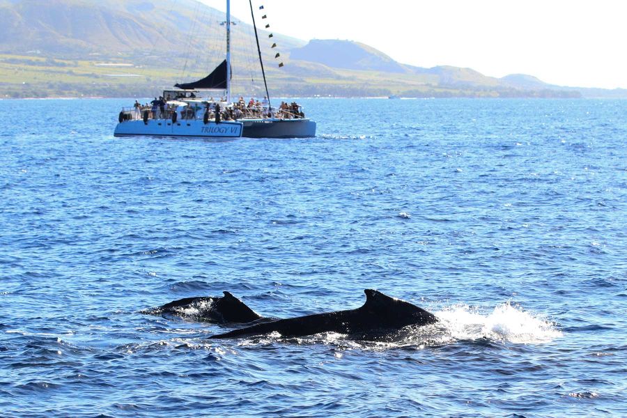 Product Trilogy Lahaina Whale Watch