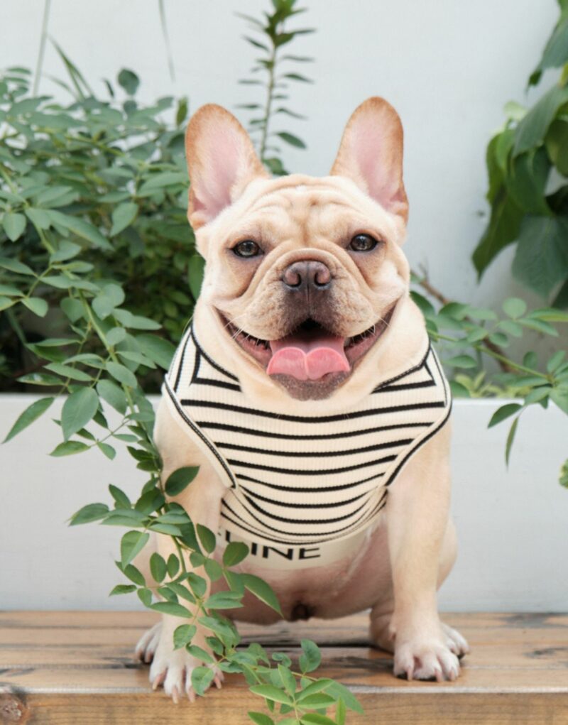 Celine Shirt White For Pet