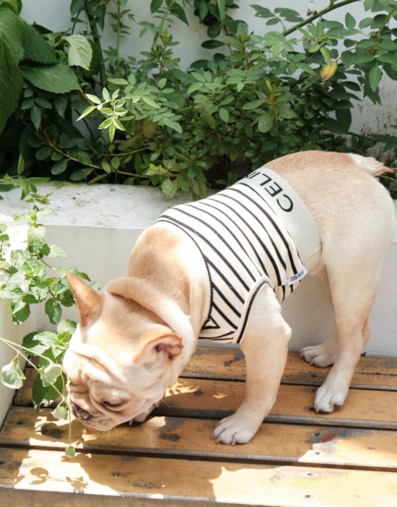 Celine Shirt White For Pet