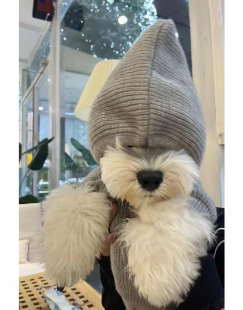 Celine Sweater Grey For Pet