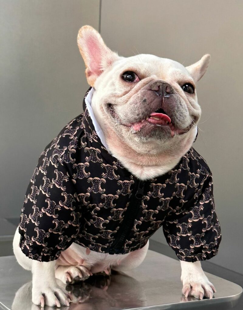 Chanel Basic Jacket Black For Pet
