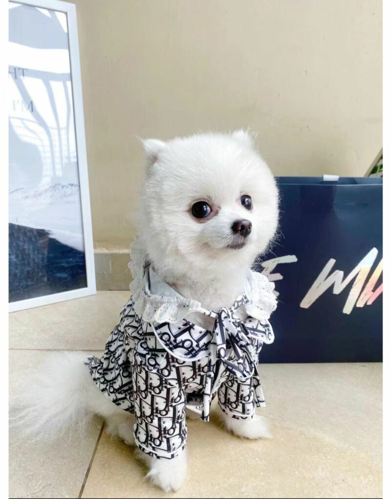 Dior T-Shirt Black/White For Pet
