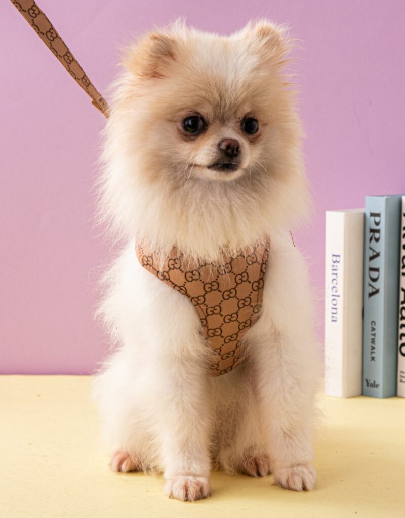 Gucci Harness And Leash Brown For Pet