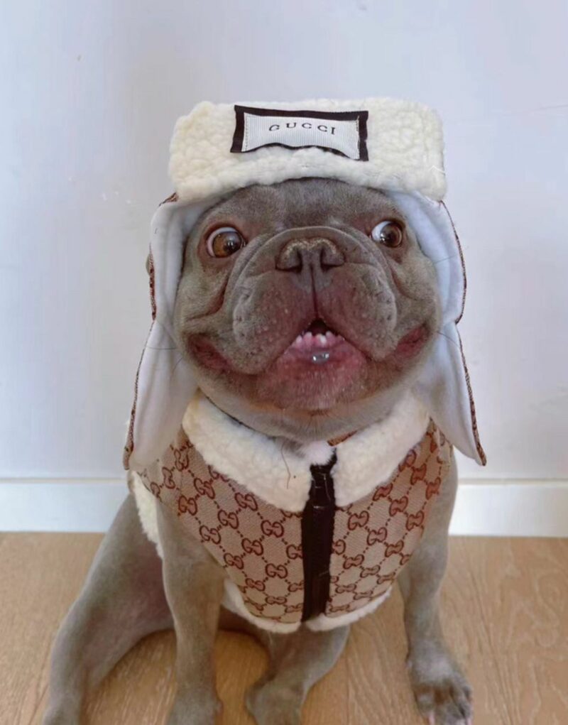 Gucci Jacket Beige For Pet