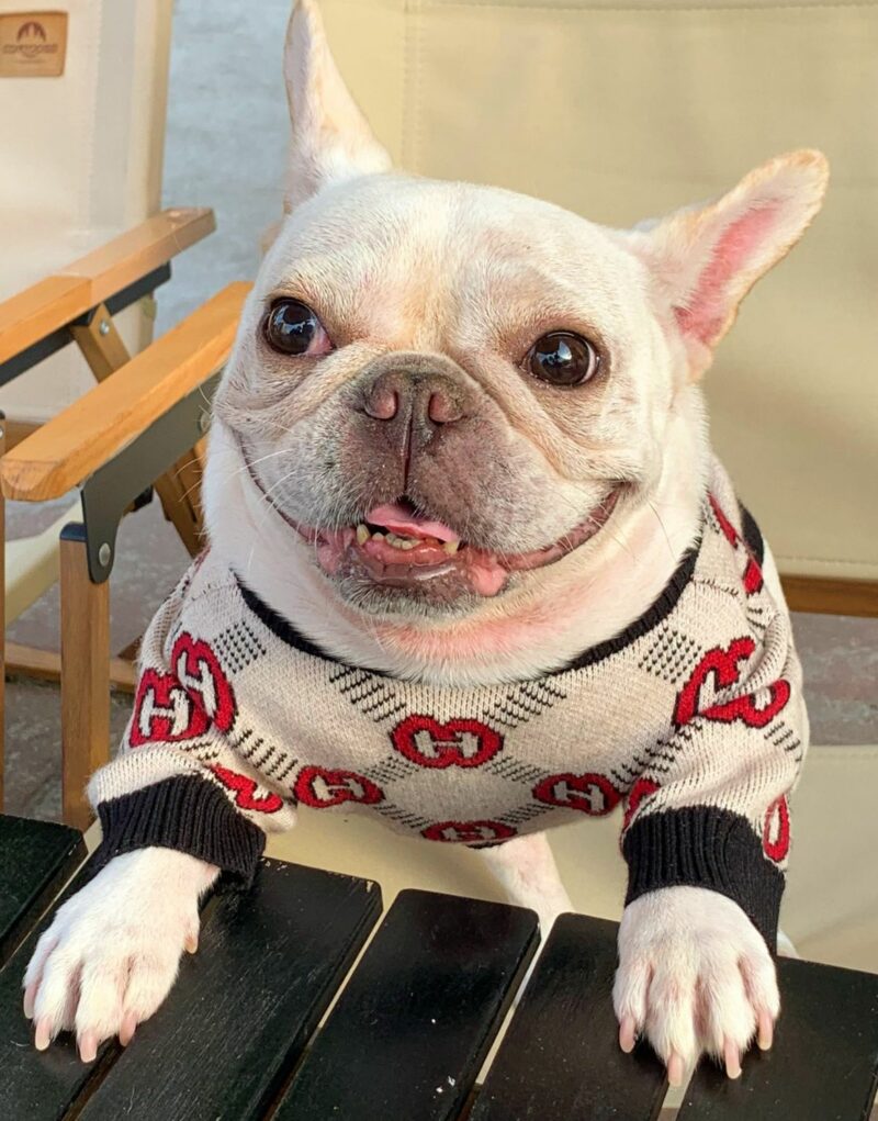Gucci Sweater Beige For Pet