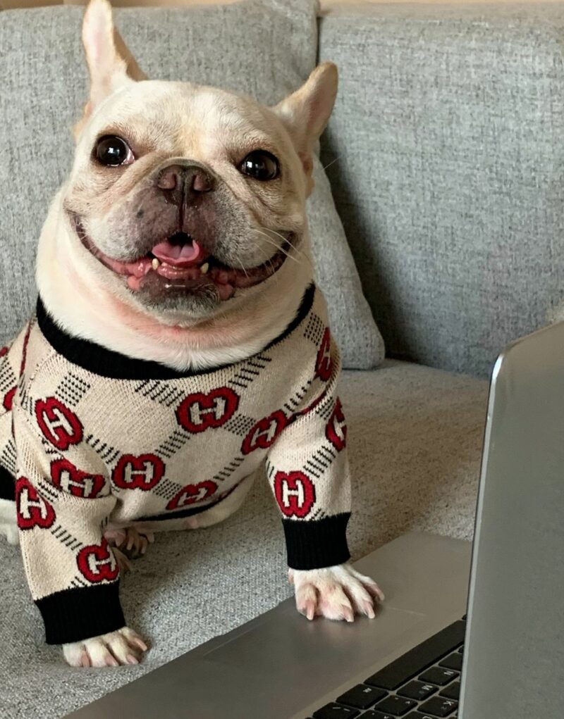 Gucci Sweater Beige For Pet
